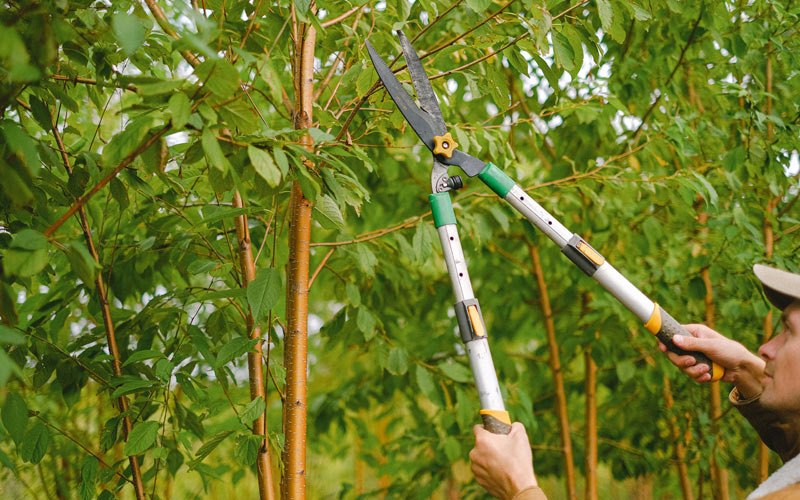 Tree trimming in Orangeville, PA