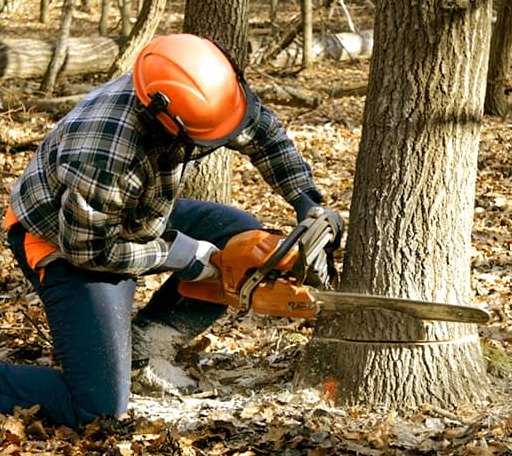 Tree Removal in Orangeville, PA